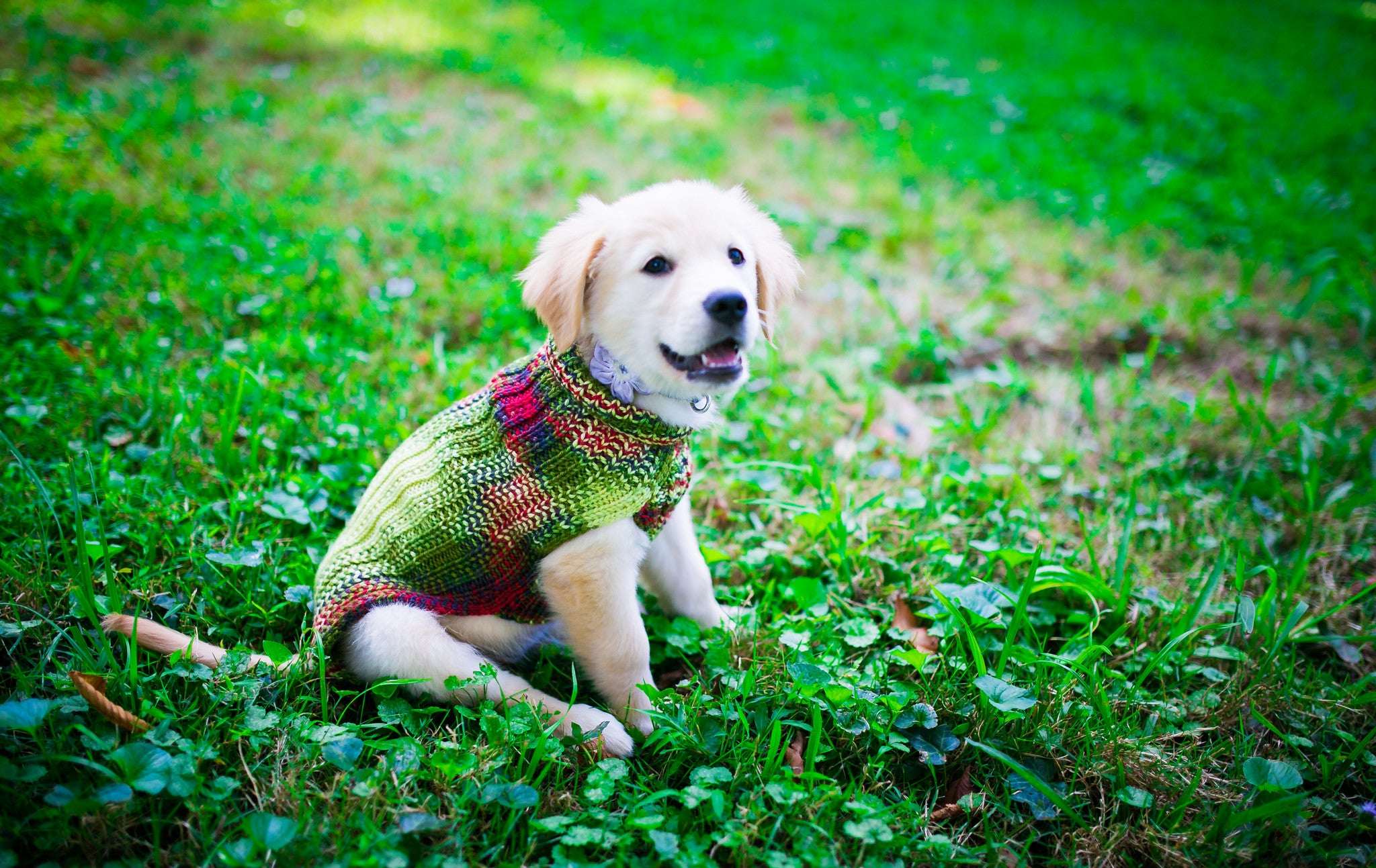 custom dog sweaters