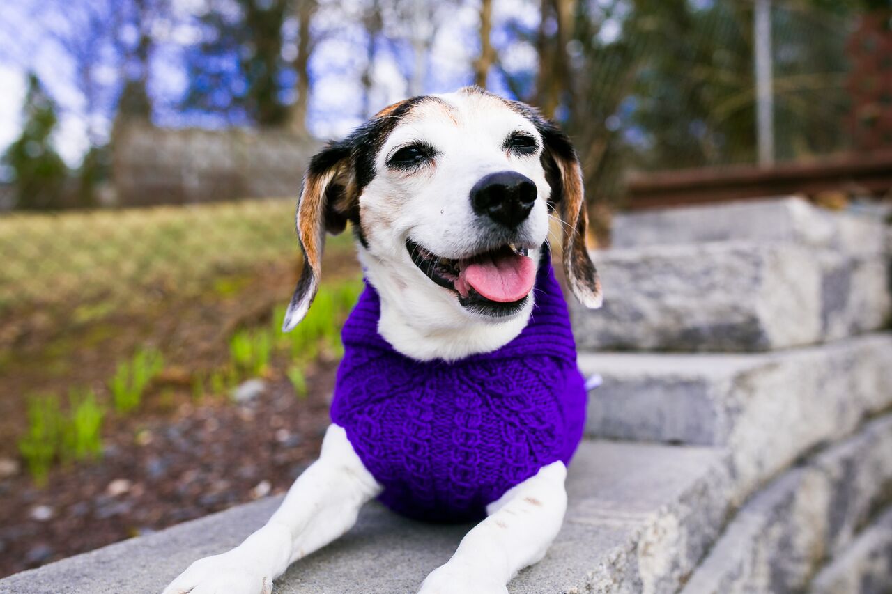 Lg dog sweaters best sale