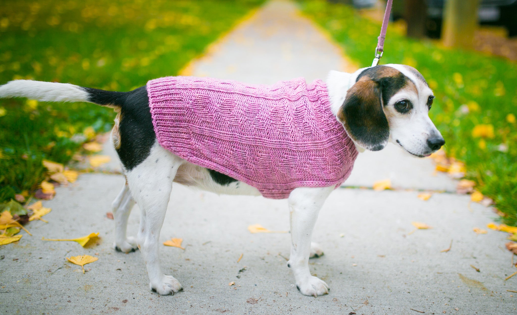 Cat & Dog Pet Sweaters in Galena - VERY LIMITED QUANTITY AND LAST